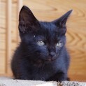 2022 ７月ごろ生まれた黒猫さん