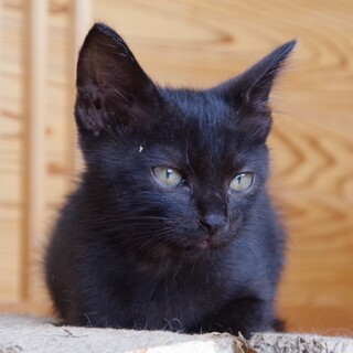 2022 ７月ごろ生まれた黒猫さん