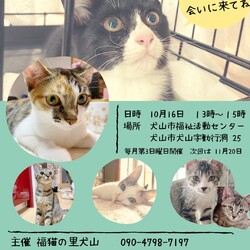 ねこの譲渡会＠犬山市福祉活動センター