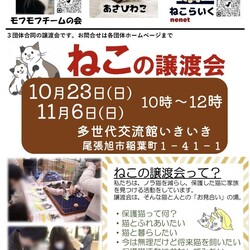 ねこの譲渡会@尾張旭市