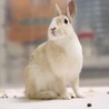 保護うさぎ 滋賀っこ よつはちゃん サムネイル4