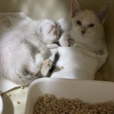 もうすぐ里親募集予定の2匹です