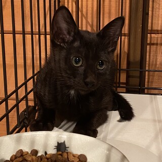 庭先に現れた親子猫ココちゃん