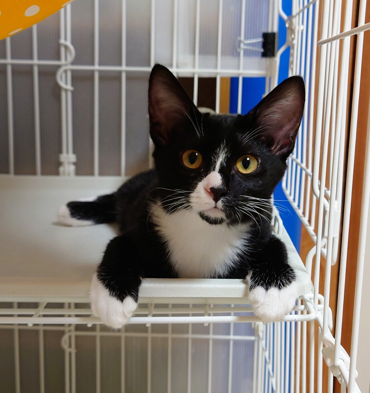 スタイとソックスが可愛い 茨城県 猫の里親募集 4368 ペットのおうち 月間利用者150万人