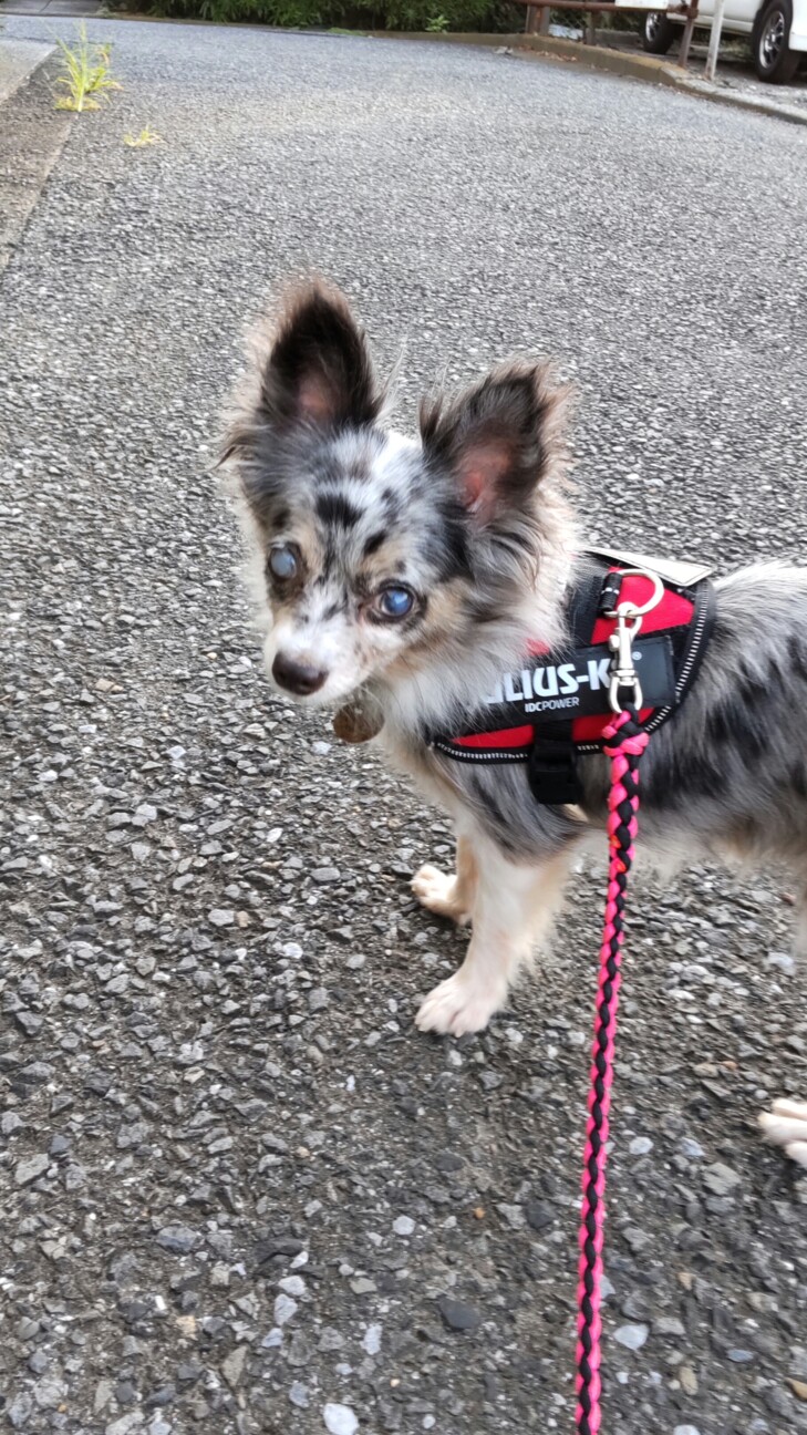 ブルーマールチワワのマー 神奈川県 犬の里親募集 ペットのおうち 月間利用者150万人 ブルーマールチワワのマー 神奈川県 犬の里親募集 ペットのおうち 月間利用者150万人