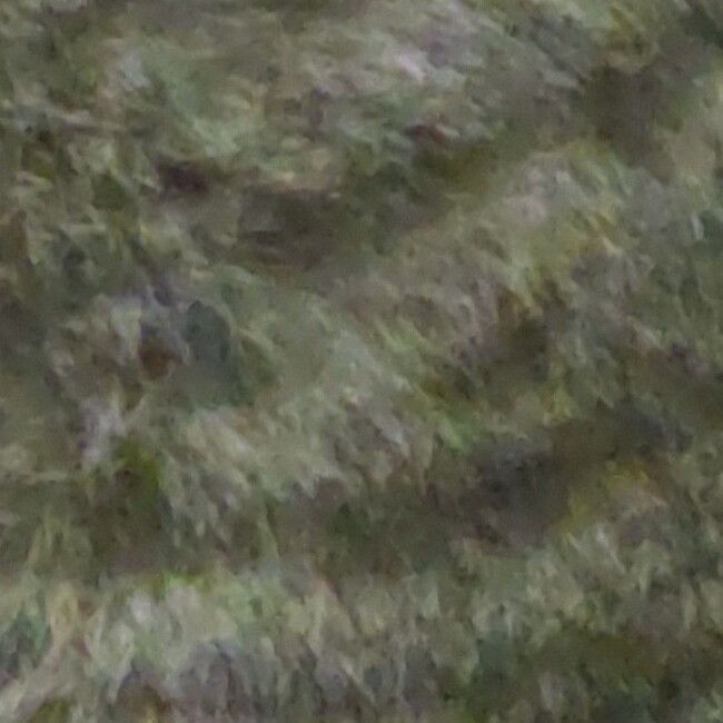 ながはま地域猫の会のカバー写真