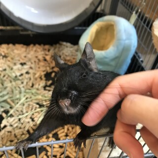 ブラックデグー（オス）里親様募集です
