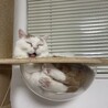 の写真