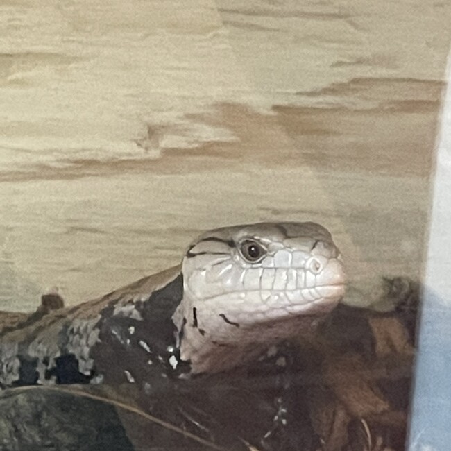 爬虫類だいすき太郎のカバー写真