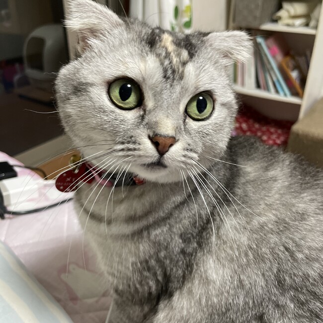 ユリコのカバー写真