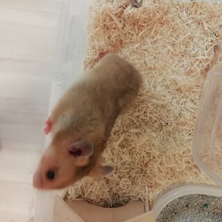 ゴールデンハムスターのオス①