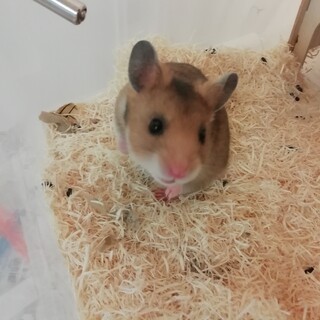 ゴールデンハムスターのオス②