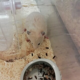 キンクマハムスターのオス