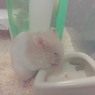 キンクマゴールデンハムスターのオス