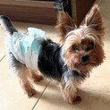 人懐こいヨークシャーテリア♂プッチンくん