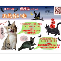 保護猫+保護ワンコのお見合い会