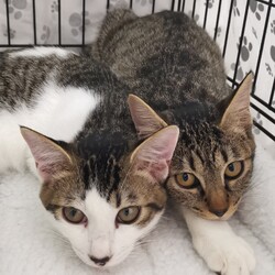 人と猫を結ぶ⛩猫縁成就⛩『みんなの譲渡会』 サムネイル3