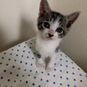 生後1ヶ月！ゴミ置き場に落ちていた子猫。