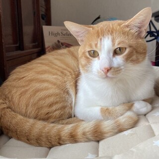 11/20石巻で里親探し会！『茶白くん』♂