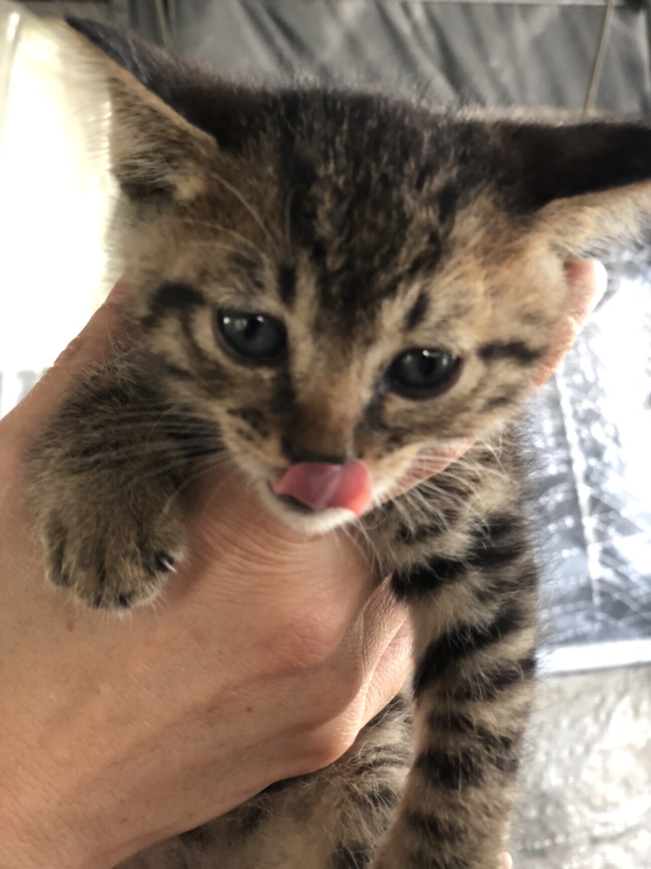 キジ虎の可愛い子猫達に家族を 愛知県 猫の里親募集 ペットのおうち 月間利用者150万人 キジ虎の可愛い子猫達に家族を 愛知県 猫の里親募集 ペットのおうち 月間利用者150万人