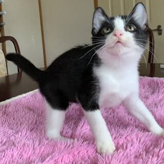 4兄妹の中の1にゃん　凛くんです