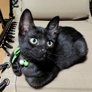 優しくちょっとおっちょこちょい黒猫ロク