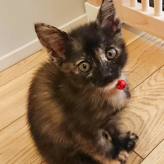 とっても賢くて元気いっぱいサビ柄女子❤️ライカ