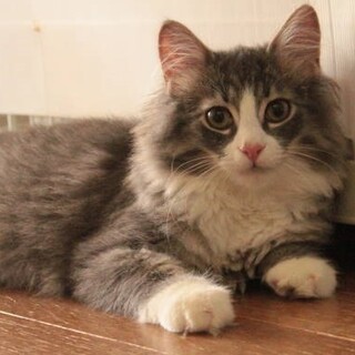 純粋ノルウェージャン5歳男の子