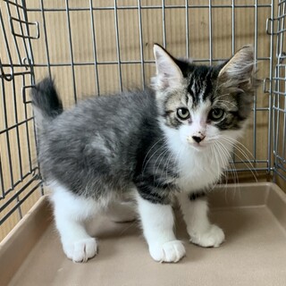 2ヶ月、子猫里親募集中