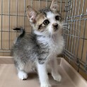 2ヶ月子猫、里親募集中