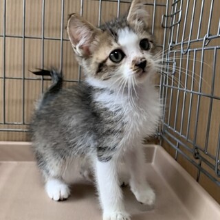 2ヶ月子猫、里親募集中