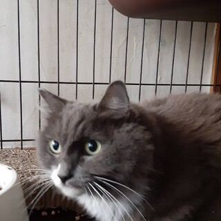 １匹飼い希望です　甘えたがりムーンちゃん