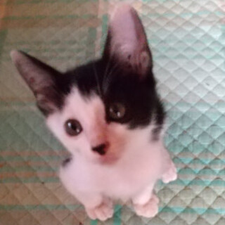 愛嬌のある可愛い白黒子猫ちゃん