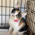 1カ月半　元気な三毛女の子