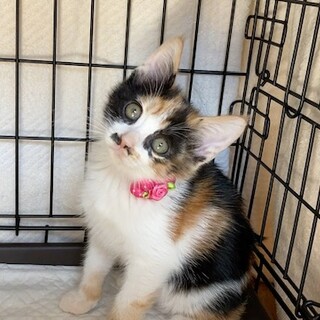 1カ月半　元気な三毛女の子