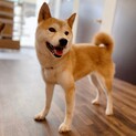 ヒトが大好き小春ちゃん♡