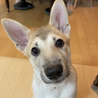 まろ眉の帆夏(ほなつ)ちゃん♥️野犬にも家族を