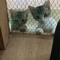 家族にしてね