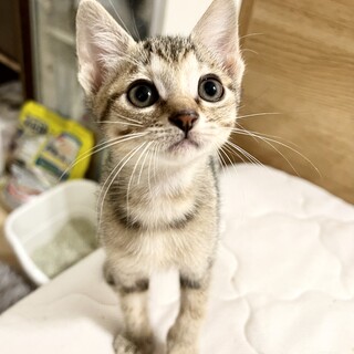 生後二か月・アビシニアン似の美少女みぞれちゃん