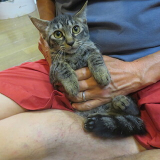 なかよし3兄妹・ミモくん、医療しつけ済