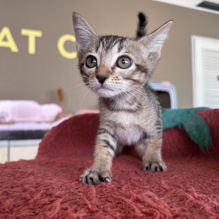 とにかく明るい『アカシア』