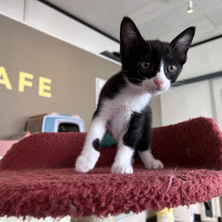 冷静な暴れん坊『れんげ』