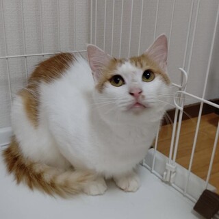 お目々くりくり、可愛いお顔の男の子★きっちゃん