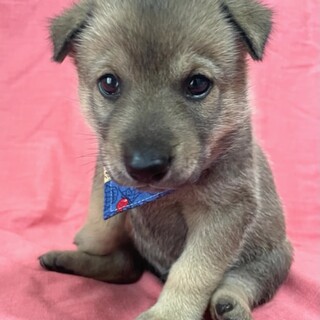 保健所からレスキューした子犬♂あお