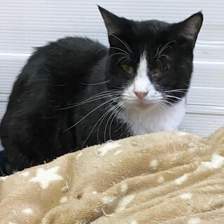 お世話好き♡ビビり「プリッツ」ちゃん♡