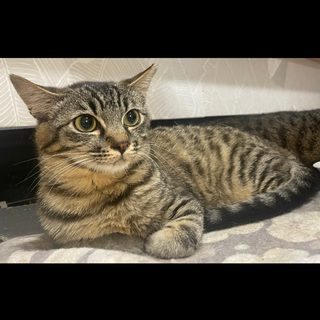 マンチちゃん　1歳　女の子　