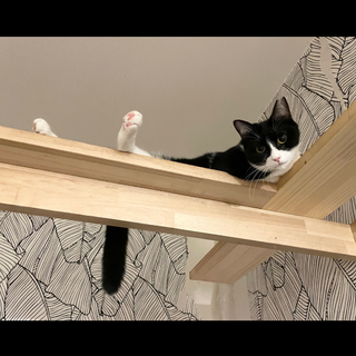 ◉おしとやかなミカクちゃん