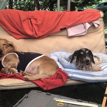 新たな保護犬迎えました！ティアラです…よろしくね