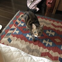 てっちゃん