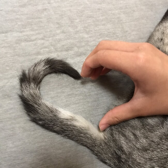 招福猫鈴 のカバー写真